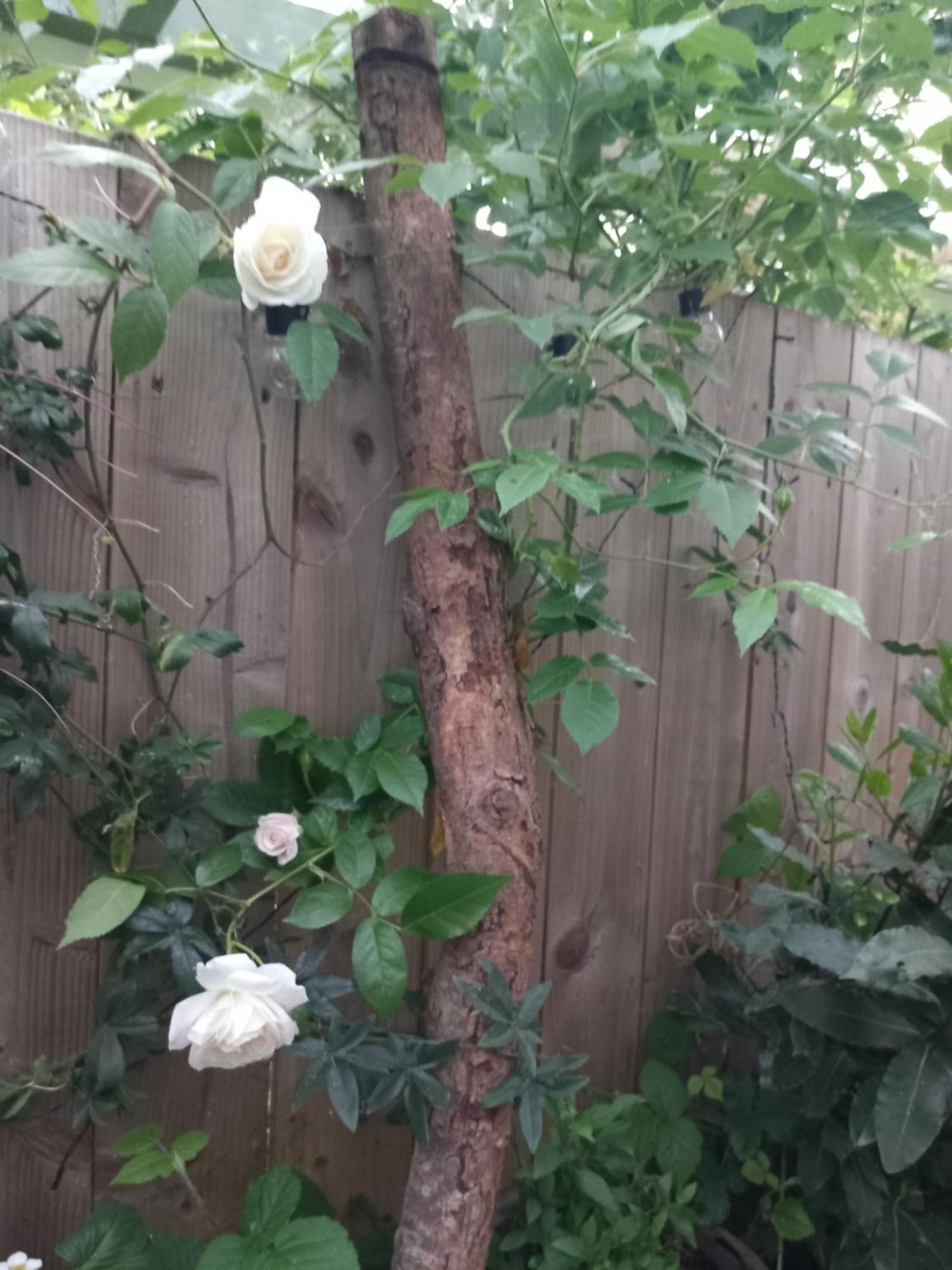 벨파스트 Waveney 빌라 외부 사진